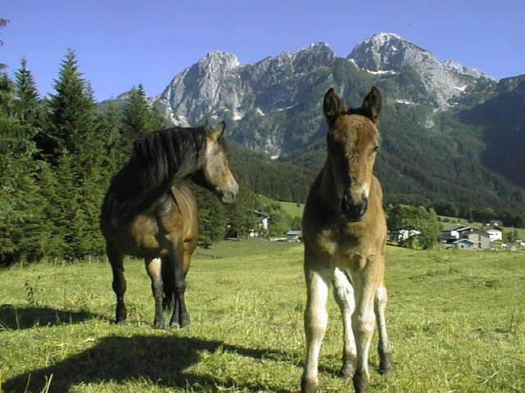 Schoerghof Abtenau Εξωτερικό φωτογραφία